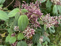 Miconia subseriata