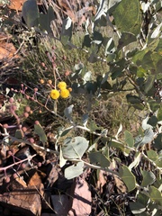Acacia pyrifolia