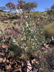 Acacia pyrifolia