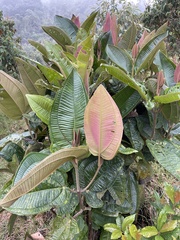 Meriania macrophylla
