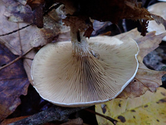 Clitocella popinalis