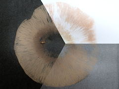 Clitocella popinalis