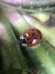 Harmonia axyridis