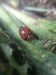 Harmonia axyridis