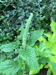 Teucrium scorodonia