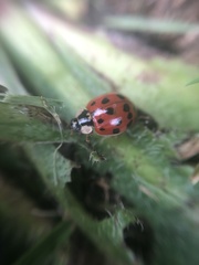 Harmonia axyridis