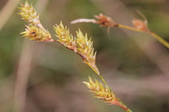 Carex foenea