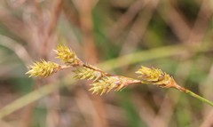 Carex foenea