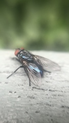 Calliphoridae