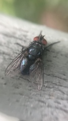 Calliphoridae