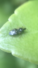 Anthocoris