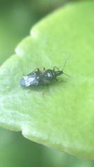 Anthocoris