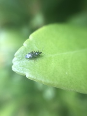 Anthocoris