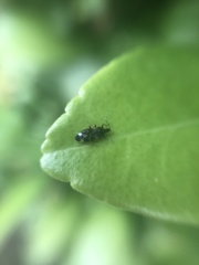 Anthocoris