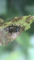 Deraeocoris flavilinea