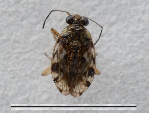 Genus Kiwisaldula · iNaturalist
