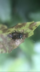 Deraeocoris flavilinea