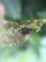 Deraeocoris flavilinea