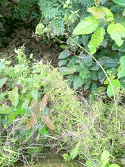 Pogonatherum crinitum