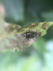 Deraeocoris flavilinea