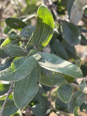 Strychnos madagascariensis