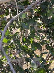 Strychnos madagascariensis