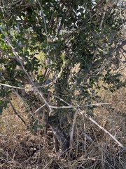 Strychnos madagascariensis