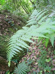 Microlepia speluncae