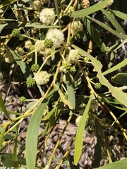 Acacia ampliceps