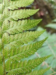 Microlepia speluncae