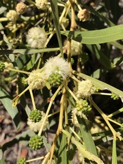 Acacia ampliceps