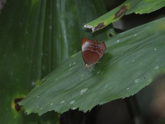 Abisara saturata