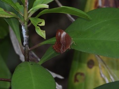Abisara saturata
