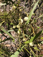 Acacia ampliceps