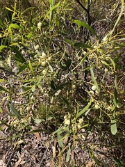 Acacia ampliceps