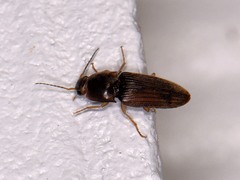 Conoderus falli