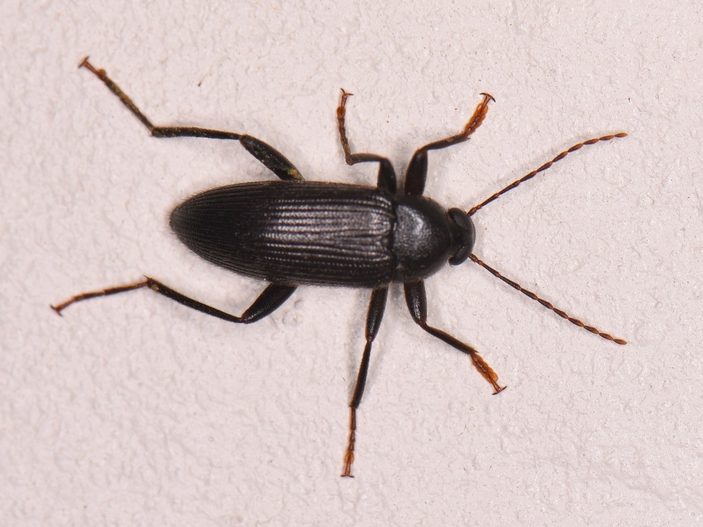 Combclawed Darkling Beetles from Williamson County, TX, USA on June 27