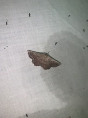 Euchlaena johnsonaria