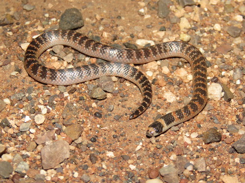 Photo of a Half-girdled Snake (Brachyurophis semifasciatus)