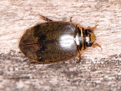 Thermonectus nigrofasciatus