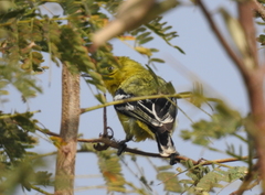 Aegithina nigrolutea