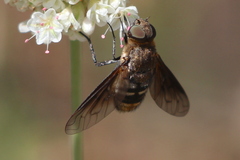 Chrysanthrax vanus