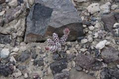 Micropuntia pulchella