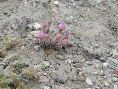 Micropuntia pulchella