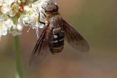 Chrysanthrax vanus