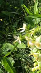 Platanthera chlorantha