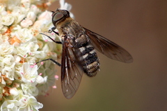 Chrysanthrax vanus
