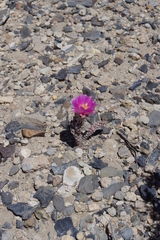Micropuntia pulchella