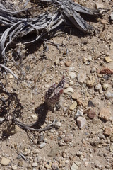 Micropuntia pulchella