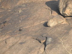 Galloperdix spadicea